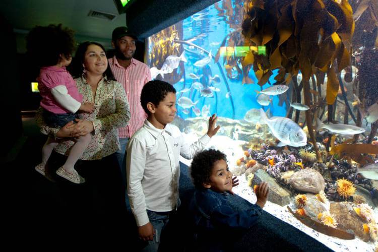 Two Oceans Aquarium, Cape Town, South Africa