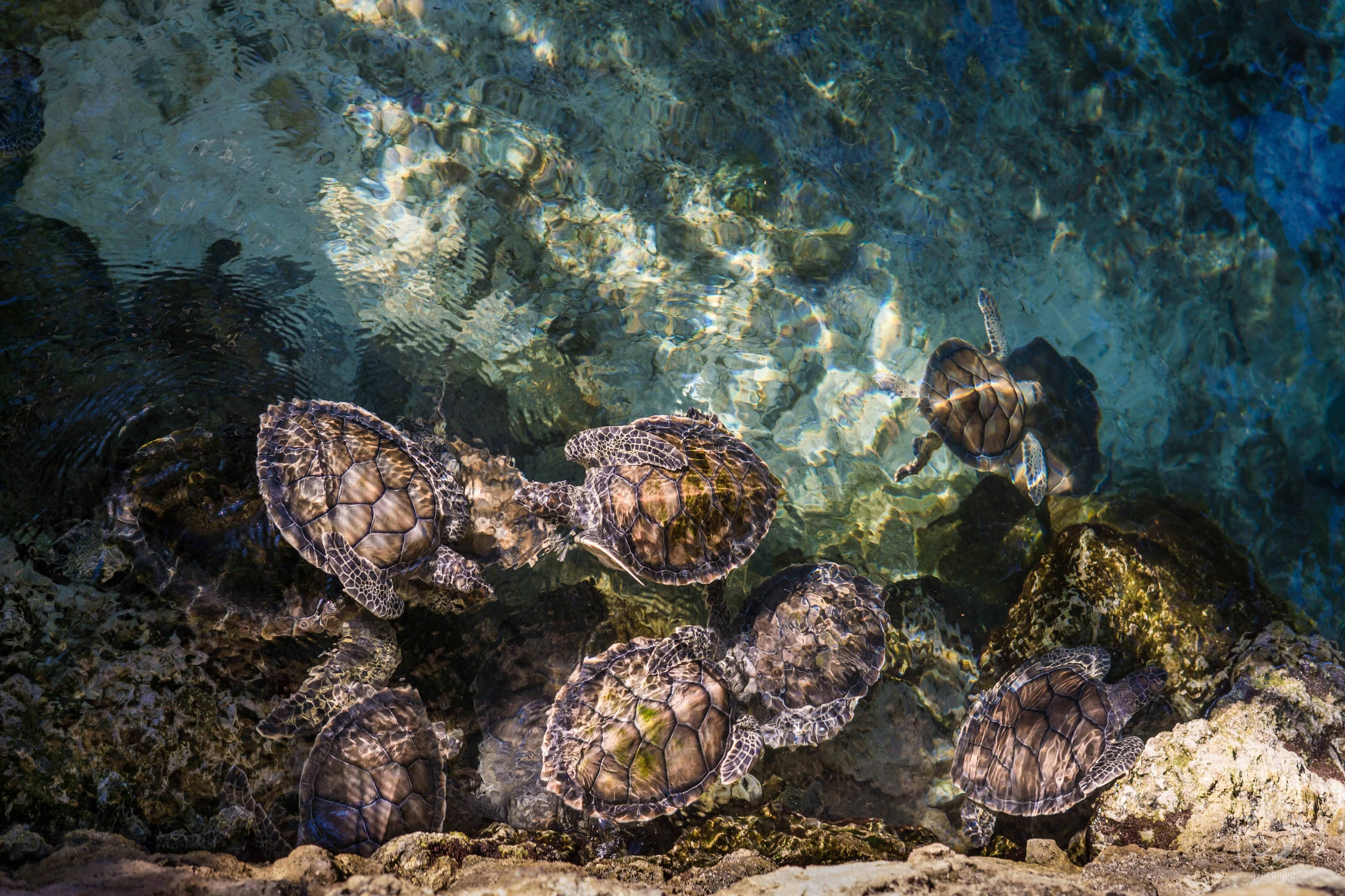 Xcaret, Mexico