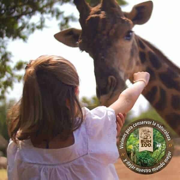 kid at buin-zoo-santiago-chile