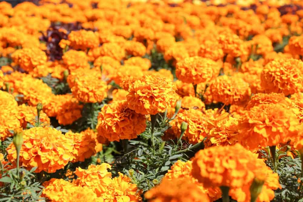 cempasuchil flower for Day of the Dead in Mexico