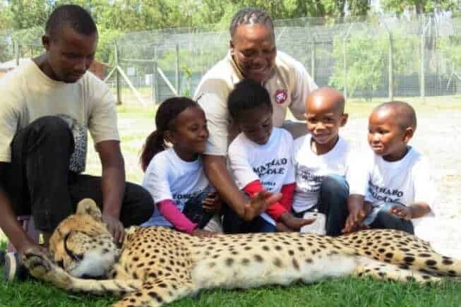 Cheetah Outreach, Cape Town, South Africa