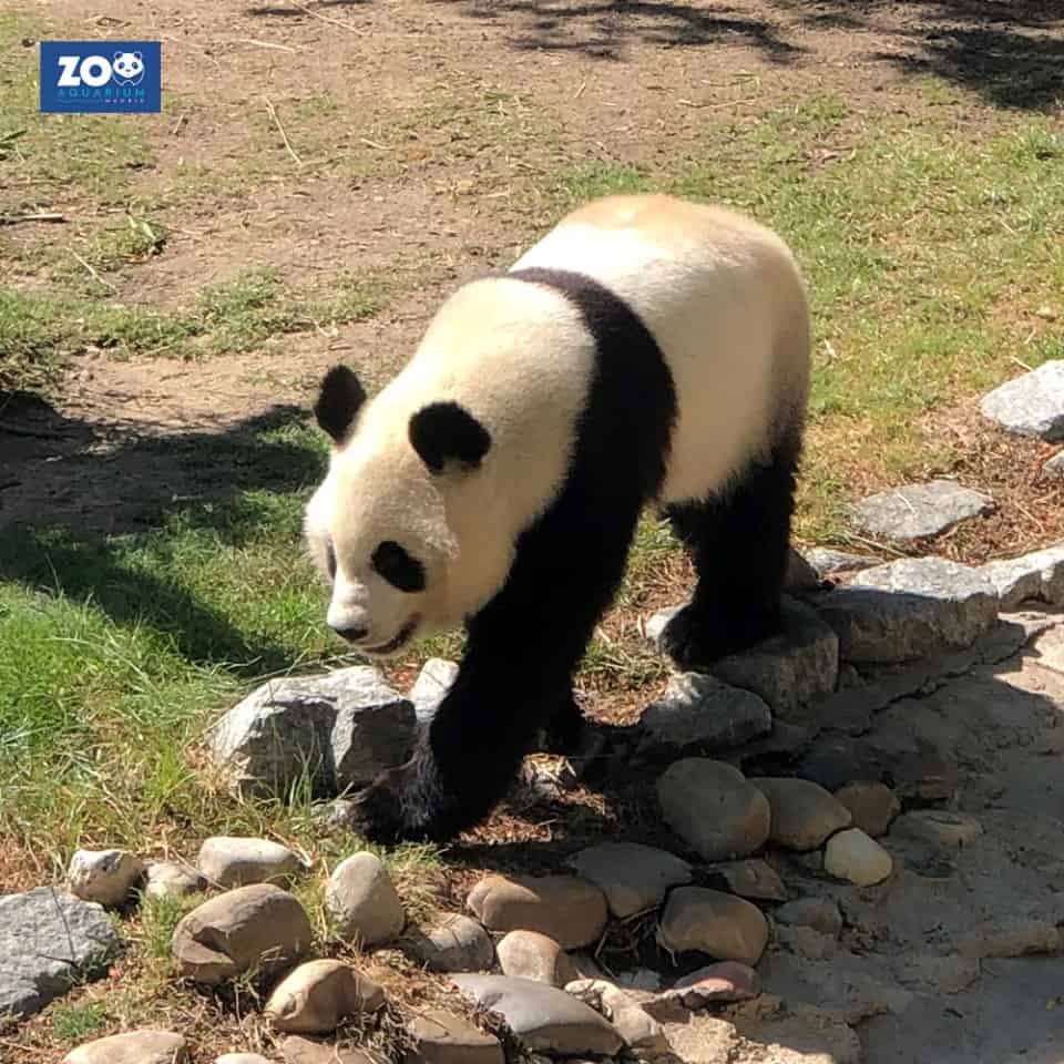 panda-madrid-zoo-aquarium-madrid-spain