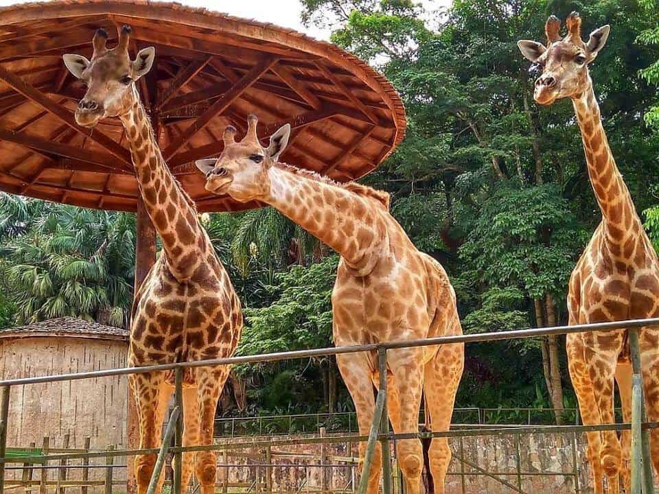 sao-paulo-zoo-brazil