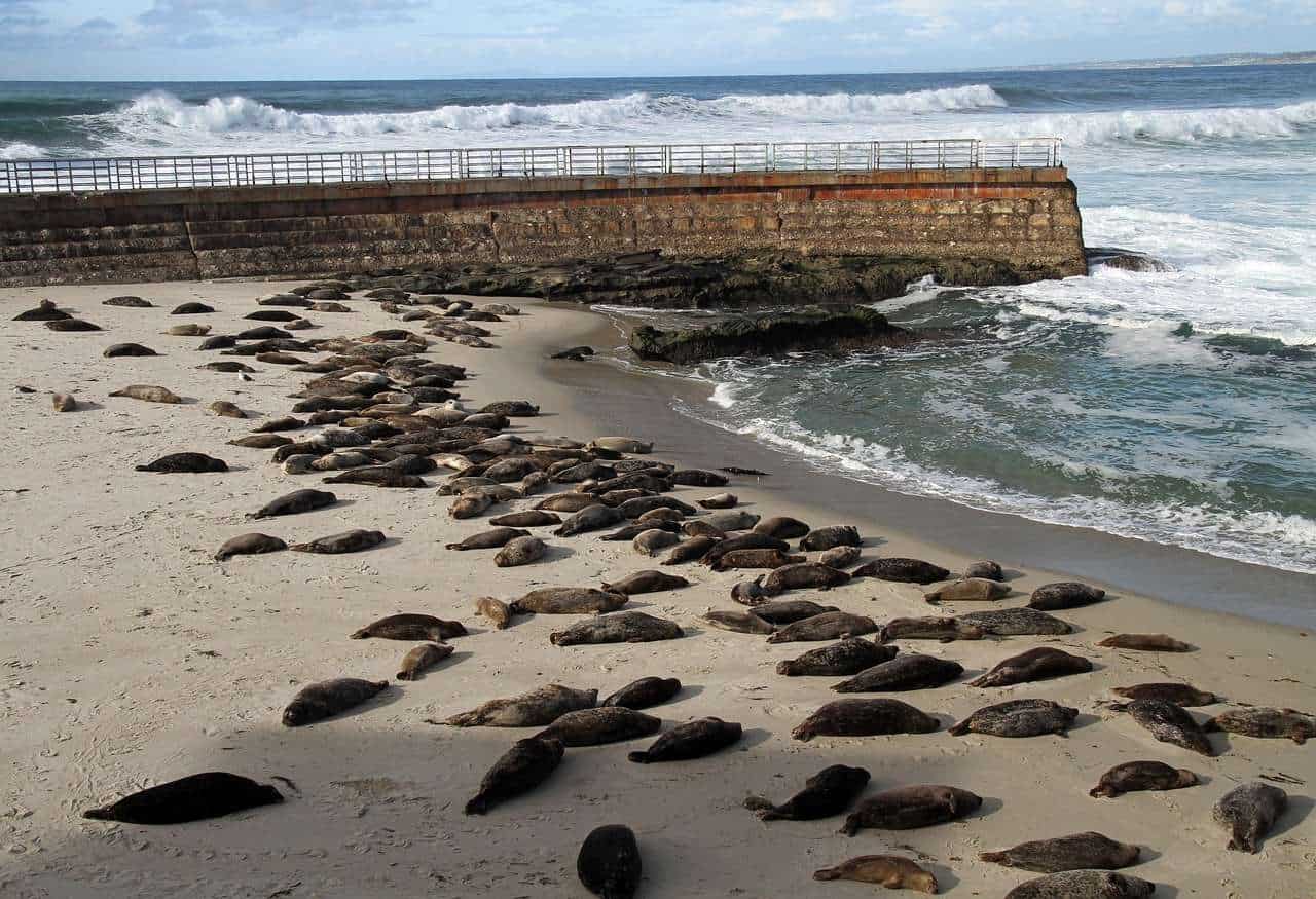 Sea Lions Barking in the sun at the Scripps Park, La Jolla