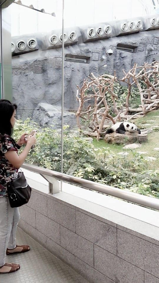 Pandas in Macau