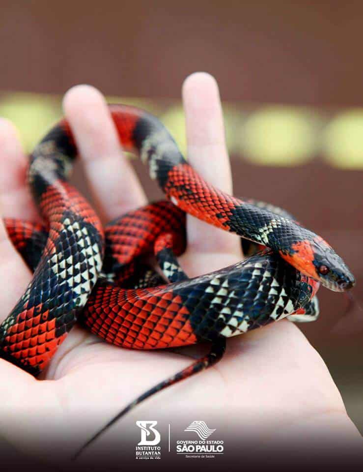 snake-in-hand-program-instituto-butantan-saopaulo