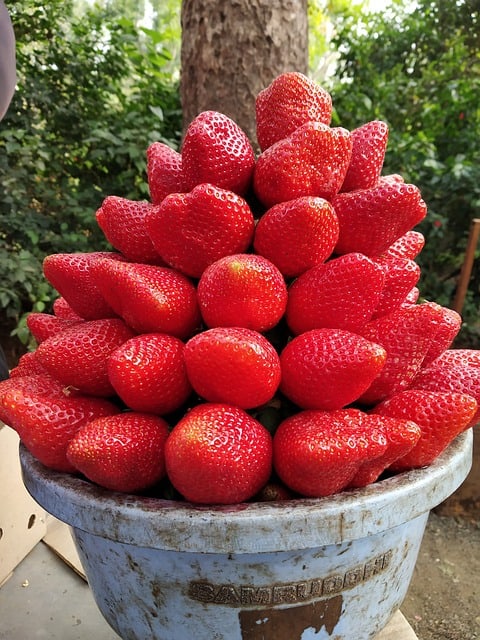 strawberry-Panchgani-Maharashtra-India