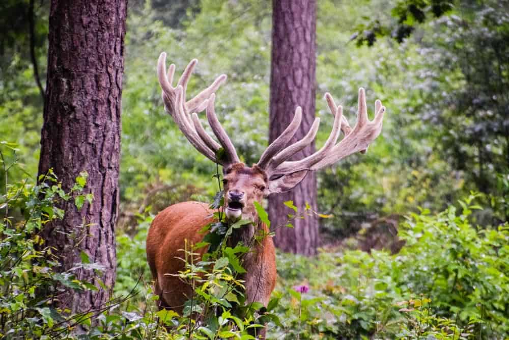 Howe Veluwe in Netherlands