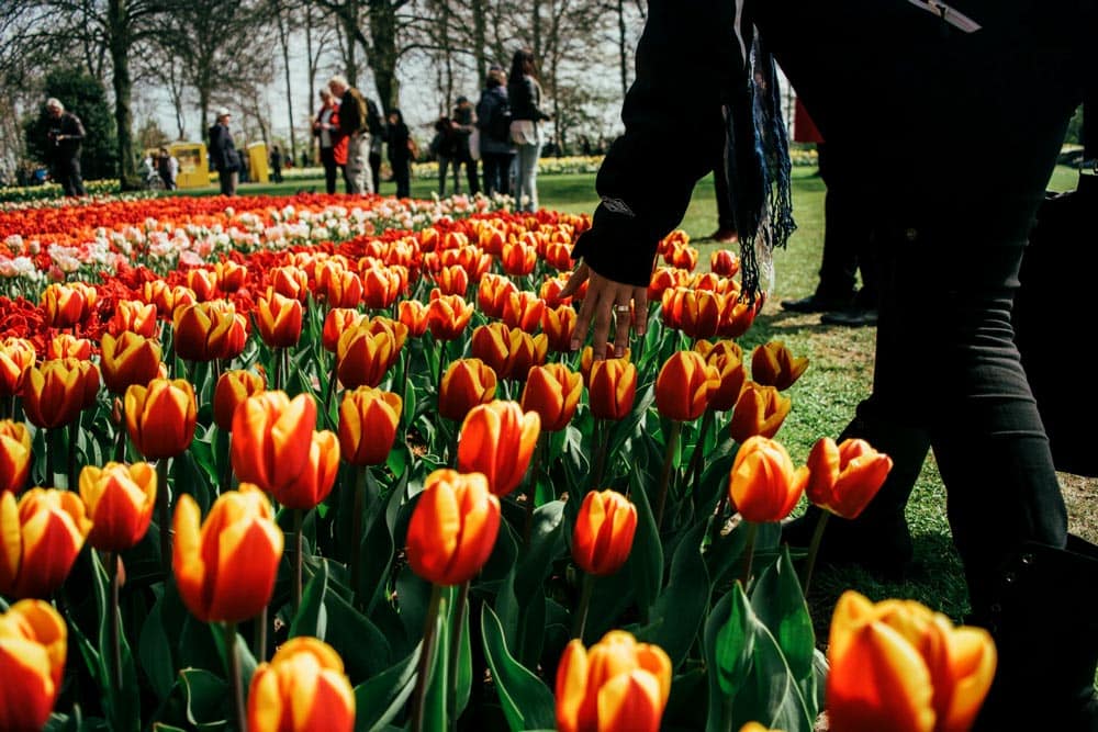 Keukenhof Netherlands